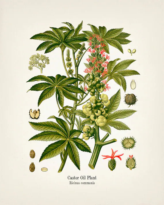 Castor Oil: A Wanderer’s History