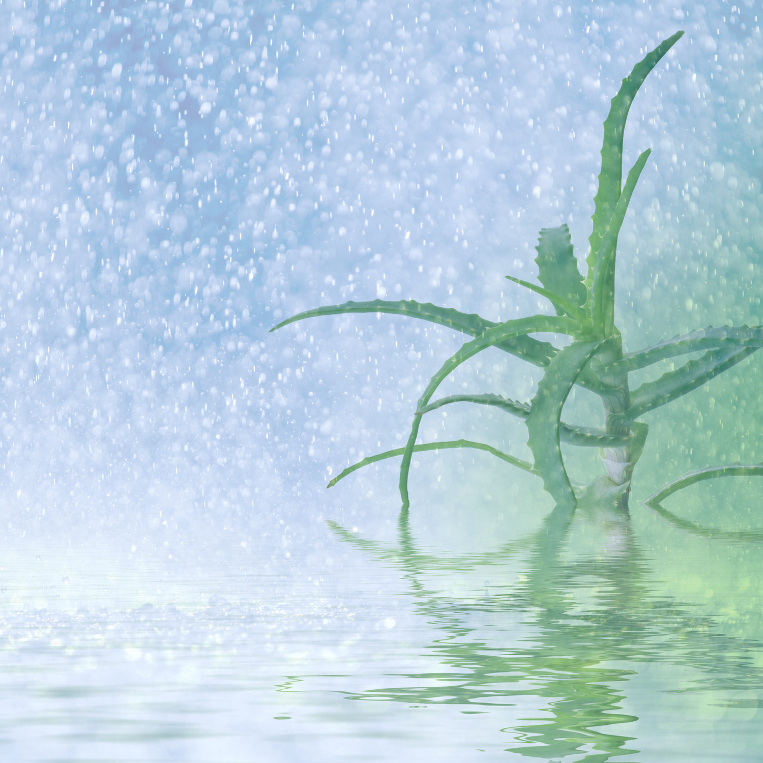 The Rainfall Collection
