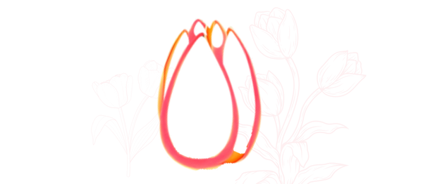Tulip Blooms